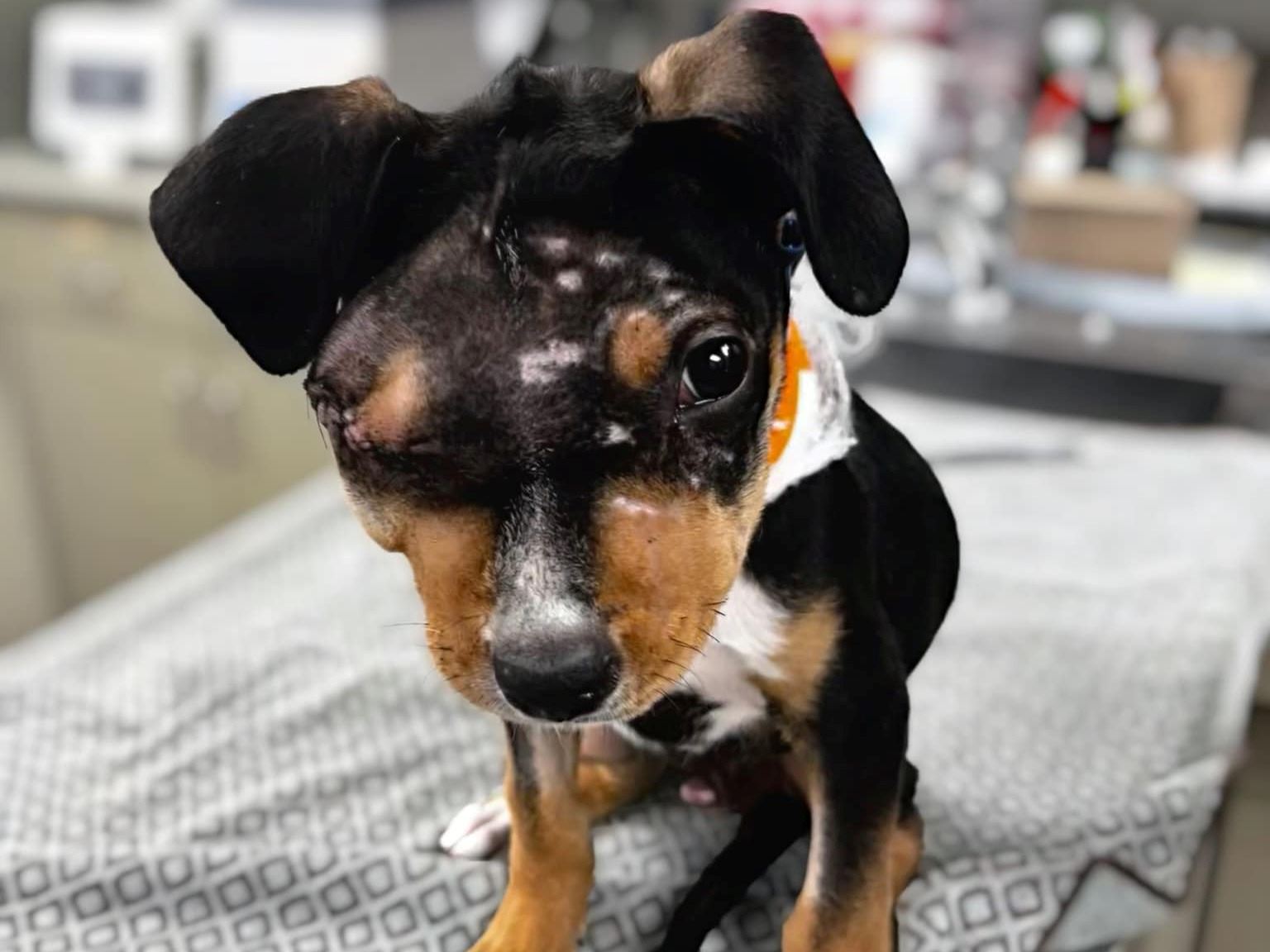 Seven - puppy abuse case - Sept2024